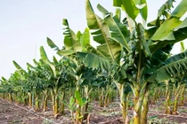 Tại sao có hai cây chuối non trong tang lễ của người Việt?