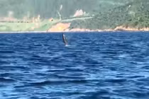 Đàn cá heo lần đầu "diễn xiếc" ở bán đảo Sơn Trà: Tín hiệu tốt! 