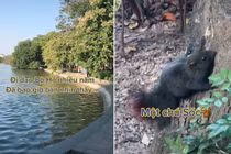 Sóc đuôi đỏ, lông đen bỗng dưng xuất hiện ở Hồ Gươm: Quý hiếm sao? 