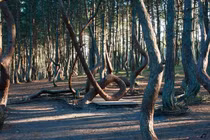 Khó giải 2 khu rừng kỳ quái, cây cối như “nhảy múa“