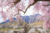 Thiên đường hoa rực rỡ, nên thơ giữa thung lũng Hunza