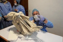 Cận cảnh xác ướp 3 ngón dị hình: Con lai với người ngoài hành tinh? 