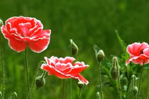 Ngày sinh Âm lịch kết thúc bằng 3 số này, có mệnh vàng mười