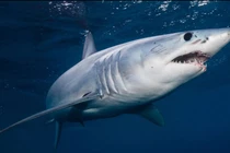 Tiết lộ cực choáng về sát thủ săn mồi "máu mặt" nhất đại dương