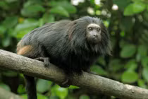 Khỉ sư tử mặt đen tamarin chào đời ở Anh: Loài siêu quý hiếm! 