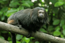 Khỉ sư tử mặt đen tamarin chào đời ở Anh: Loài siêu quý hiếm! 