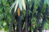 Độc đáo loài tre mệnh danh Tre Rồng: Việt Nam cũng có!