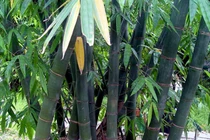 Độc đáo loài tre mệnh danh Tre Rồng: Việt Nam cũng có!