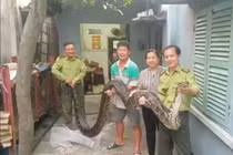 Soi trăn khủng cực hiếm dân mới giao nộp cho Kiểm lâm TP.HCM