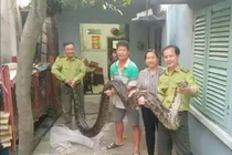 Soi trăn khủng cực hiếm dân mới giao nộp cho Kiểm lâm TP.HCM