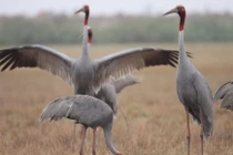 VQG Tràm Chim sắp tiếp nhận 2 con sếu đầu đỏ: Loài cực hiếm! 