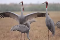 VQG Tràm Chim sắp tiếp nhận 2 con sếu đầu đỏ: Loài cực hiếm! 