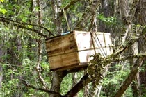 Kỳ lạ tập tục an táng trên cây giúp linh hồn lên thiên đường