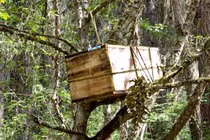 Kỳ lạ tập tục an táng trên cây giúp linh hồn lên thiên đường