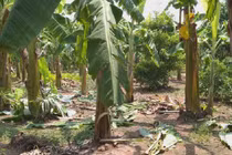 Bản án nào cho kẻ hiếp dâm bé gái 12 tuổi trong vườn chuối ở Hà Nội?