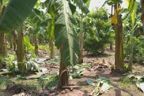 Bản án nào cho kẻ hiếp dâm bé gái 12 tuổi trong vườn chuối ở Hà Nội?