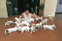 Người đàn ông sống đời độc thân cùng 20 chú chó sau đổ vỡ hôn nhân