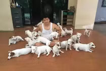 Người đàn ông sống đời độc thân cùng 20 chú chó sau đổ vỡ hôn nhân