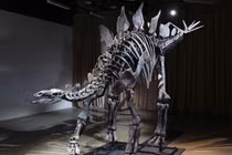 Trưng bày hóa thạch khủng long đắt nhất thế giới từ 8/12