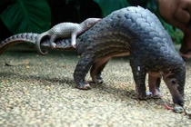 Tê tê mắc lưới ở Cù Lao Chàm quý hiếm sao được giải cứu gấp? 