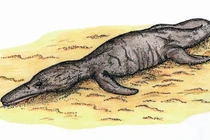 Giật nảy mình những lần xác thủy quái bí ẩn dạt vào bờ biển