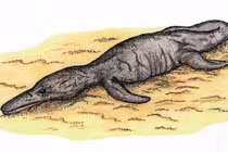 Giật nảy mình những lần xác thủy quái bí ẩn dạt vào bờ biển