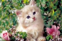 Tử vi tuần mới (27/1 - 2/2): 3 con giáp dễ thành công