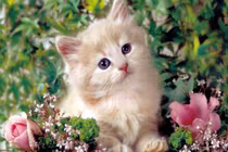 Tử vi tuần mới (27/1 - 2/2): 3 con giáp dễ thành công