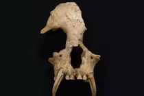 Mở mộ bà nội Tần Thủy Hoàng, giật mình phát hiện sinh vật kỳ quái 