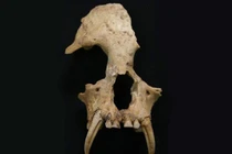 Mở mộ bà nội Tần Thủy Hoàng, giật mình phát hiện sinh vật kỳ quái 