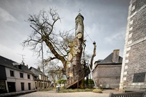 Nhà nguyện trong cây sồi 1.000 tuổi, có "một không hai" trên TG