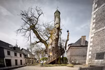 Nhà nguyện trong cây sồi 1.000 tuổi, có "một không hai" trên TG