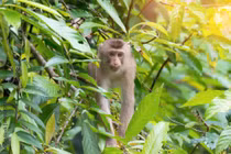 Thả cá thể khỉ đuôi lợn về rừng Tây Yên Tử: Loài nguy cấp! 