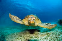 Rùa "khủng" sa lưới ở Huế: Siêu quý hiếm dân thả về biển ngay?