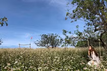 Du lịch Mộc Châu tháng 12 - mùa hoa đẹp nhất