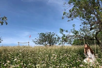 Du lịch Mộc Châu tháng 12 - mùa hoa đẹp nhất