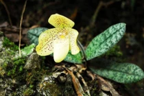 Lan hài đốm quý hiếm sao đang được Hải Phòng bảo tồn gấp? 