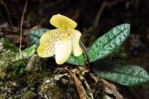 Lan hài đốm quý hiếm sao đang được Hải Phòng bảo tồn gấp? 