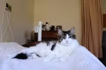 Giật mình con mèo “báo tử”, tiên tri chính xác hơn 100 cái chết