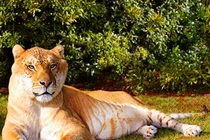 Ngắm ngoại hình choáng ngợp của “con mèo” khổng lồ nhất thế giới 