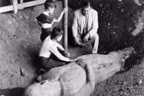 Người khổng lồ hóa đá gây “chao đảo” thế giới 100 năm trước? 