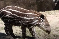 Tận mục lợn vòi siêu quý hiếm vừa chào đời tại vườn thú Anh 