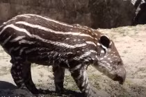 Tận mục lợn vòi siêu quý hiếm vừa chào đời tại vườn thú Anh 