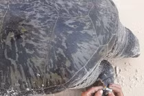 Tò mò vích biển 100 kg cực hiếm dạt vào bờ biển Quảng Trị 