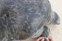 Tò mò vích biển 100 kg cực hiếm dạt vào bờ biển Quảng Trị 