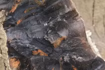 Đào được cây gỗ 40m, chuyên gia lập tức phong tỏa hiện trường 