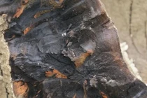 Đào được cây gỗ 40m, chuyên gia lập tức phong tỏa hiện trường 