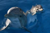 Cá heo nặng 100 kg dạt vào vịnh Dung Quất: Loài đặc biệt!