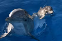 Cá heo nặng 100 kg dạt vào vịnh Dung Quất: Loài đặc biệt!