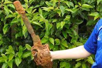 Cậu bé 10 tuổi tìm thấy 'bảo kiếm' khoảng 300 tuổi